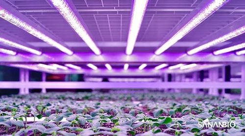 育苗植物工廠亮相2020廈洽會 中科三安推動中國育苗產業升級